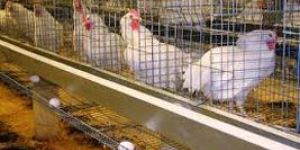 Poultry Cage Wire Mesh