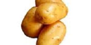 Pukhraj Potato