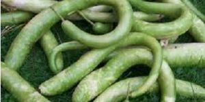 Fresh Snake Gourd