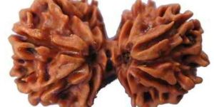 Trijuti Rudraksha