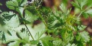 Coriander Leaves