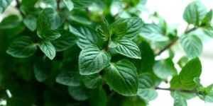 Mint Leaves