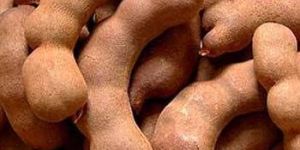 Tamarind Pods
