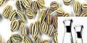 Ajwain Oil