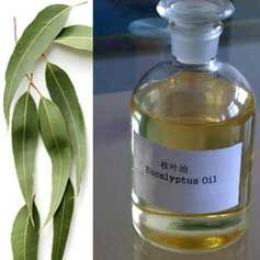 Eucalyptus Citriodora Oil