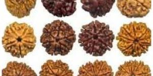 Rudraksha Beads