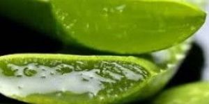 Aloe Vera Leaf