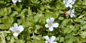Bacopa Monnieri