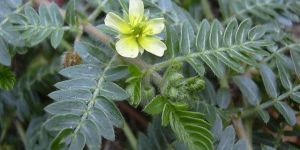 Tribulus Terrestris