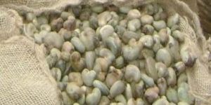 Raw Dried Cashew Seeds