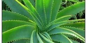Aloe Vera Juices