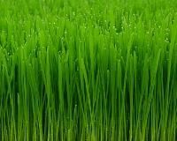 Wheatgrass