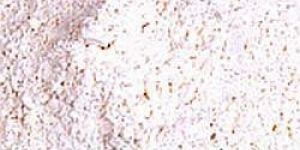 Plaster Of Paris Powder