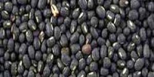 Black Matpe Beans