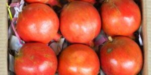 Indian Pomegranate