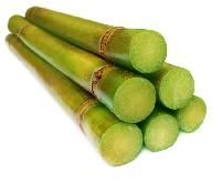 Sugarcane