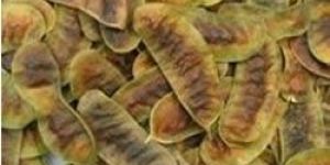 Hand Picked Quality Senna Pods