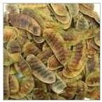 Machine Clean Senna Pods