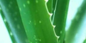 Aloe Vera Plant