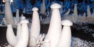 Mushroom Cultivation Training
