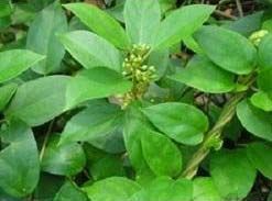 Gymnema Sylvestre Leaves