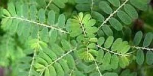 Phyllanthus Amarus Leaves