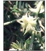 Tribulus Terrestris Leaves