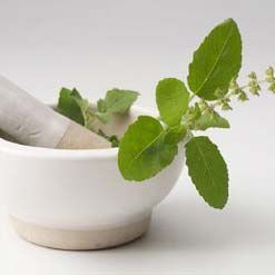 Ocimum Sanctum Leaves