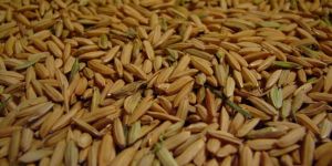 Paddy Grains