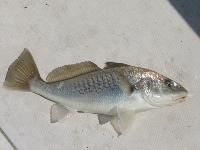 Croaker Fish