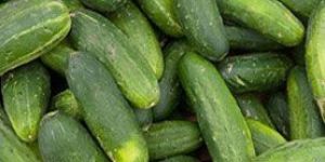 Cucumber