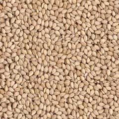 White Sesame Seeds