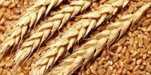 Wheat Seeds
