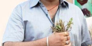 Stevia Planting Material