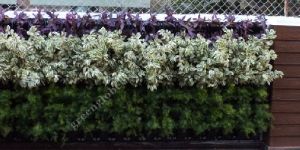 Biowall