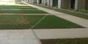 Grass Paver