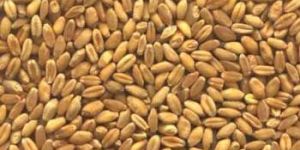 Wheat Seeds