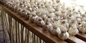 Garlic Dryer