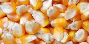 Maize