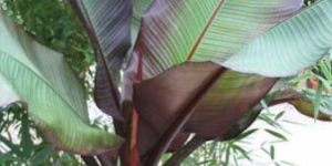 Musa Ensete Plants