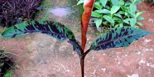 Musa Malaysian Red Plants