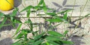 Musella Lasiocarpa Plants