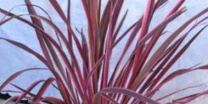 Pink Cordyline Australis Plants