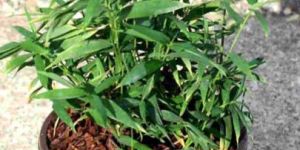 Pleioblastus Distichus Plants