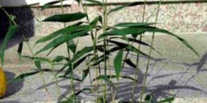 Pseudosasa Japonica Plants