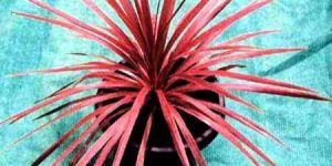 Red Star Cordyline Australis Plants