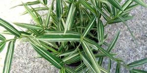 Sasa Fortunei Variegated Plants