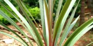 Sundance Cordyline Australis Plants