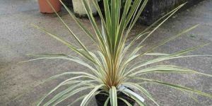 Torbay Cordyline Australis Plants