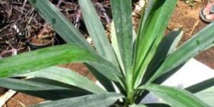 Yucca Elephantipes Green Plants